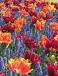 Muscari, Tulipa mixed