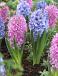 Hyacinthus mixed