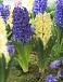 Hyacinthus mixed