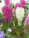 Hyacinthus mixed