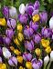 Crocus mixed