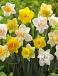 Narcissus mixed