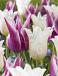 Tulipa mixed