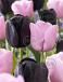 Tulipa mixed