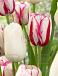 Tulipa mixed