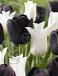 Tulipa mixed