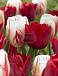 Tulipa mixed