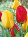Tulipa mixed