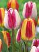 Tulipa mixed