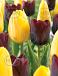 Tulipa mixed