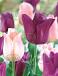 Tulipa mixed
