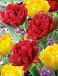 Tulipa mixed