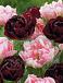 Tulipa mixed