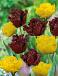Tulipa mixed