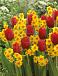 Narcissus, Tulipa mixed