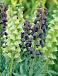 Fritillaria mixed