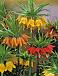 Fritillaria mixed