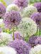 Allium mixed