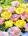 Tulipa mixed