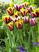 Tulipa mixed