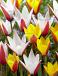 Tulipa mixed