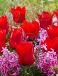 Hyacinthus, Tulipa mixed