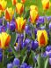 Crocus, Tulipa mixed