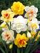 Narcissus mixed