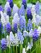 Muscari mixed