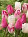 Tulipa mixed