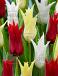 Tulipa mixed