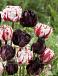 Tulipa mixed