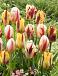 Tulipa mixed