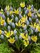 Muscari, Tulipa mixed