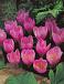 Crocus Kotschyanus