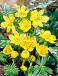 Eranthis Cilicica
