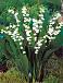 Convallaria Majalis Bordeaux
