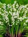 Convallaria Majalis Bridal Choice