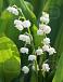 Convallaria Majalis White