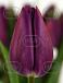 Tulipa Triumph Embrace