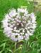 Allium Small Flowering Neapolitanum