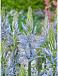 Camassia Blue Heaven