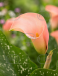 Blushing Lady