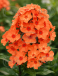 Orange Perfection