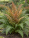 Erythrosora