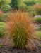 Testacea Prairie Fire