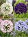 S32 Agapanthus (4x15)