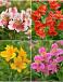 S32 Alstroemeria (4x15)