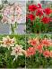 S32 Amaryllis Grandiosa Double (4x10)