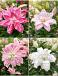 S32 Lilium Lotus Double Oriental  (4x30) x 60